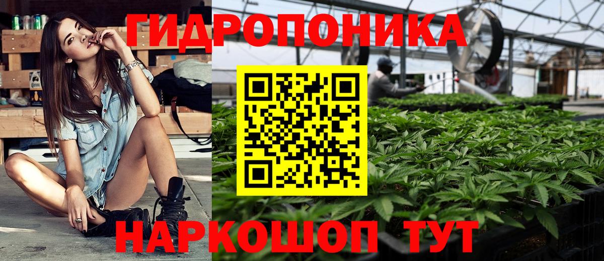 Конопля конопля Апатиты